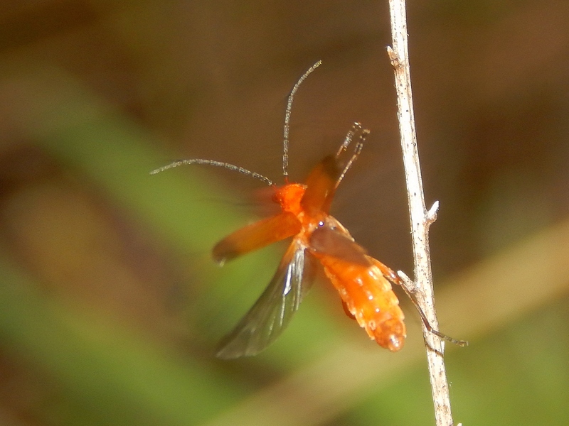 Rhagonycha fulva
